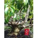 Beringin Benjamina (Ficus benyamina)